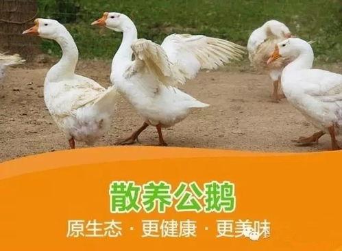 吃瓜安利鹅小视频 吃瓜安利鹅小视频