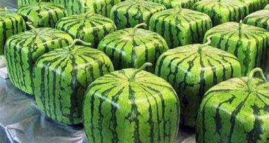 方形瓜好吃吗怎么吃视频