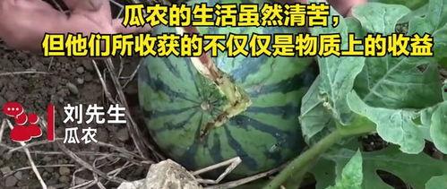 偷瓜吃的视频大全图片,视频大全里的欢乐瞬间